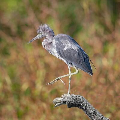 Blue Photograph - Little Blue Heron 50B by Sally Fuller