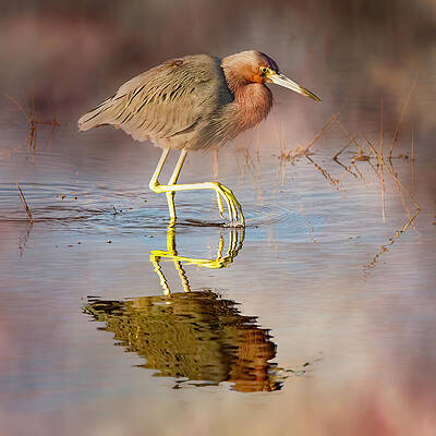 Blue Photograph - Little Blue Heron 68B by Sally Fuller