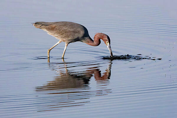 Blue Photograph - Little Blue Heron 77A by Sally Fuller