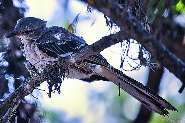 Wall Art featuring the photograph Little Blue Jay Pre Flight by Rene Vasquez