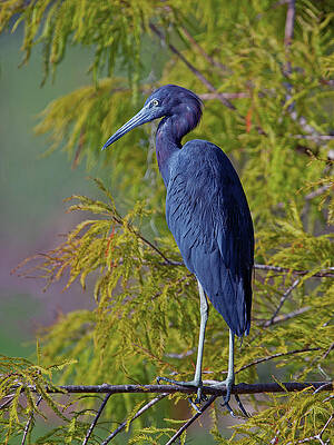 Bird Photograph - Little Blue Perch by Gina Fitzhugh