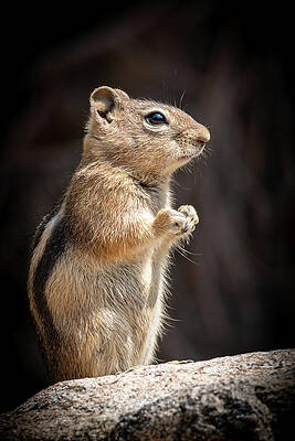 Outdoors Photograph - Little Chippy by Jon Snyder