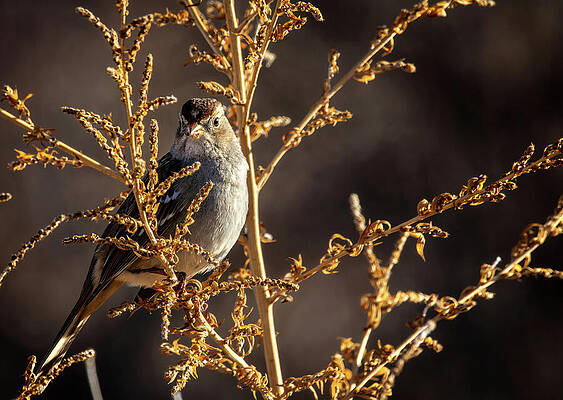 Wall Art featuring the photograph Little Dunnock Bird by Rebecca Herranen