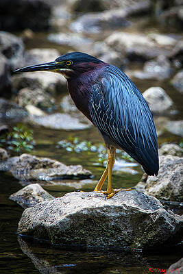 Egret Photograph - Little Green Heron by Rene Vasquez