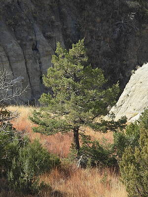 Wilderness Photograph - Little Juniper Tree In The Badlands by Amanda R Wright