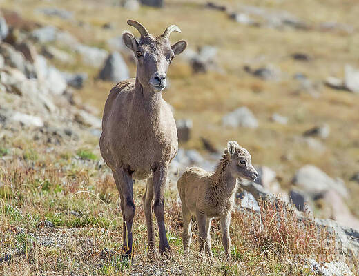 Colorado Wall Art featuring the photograph Little Lamb by Shirley Dutchkowski
