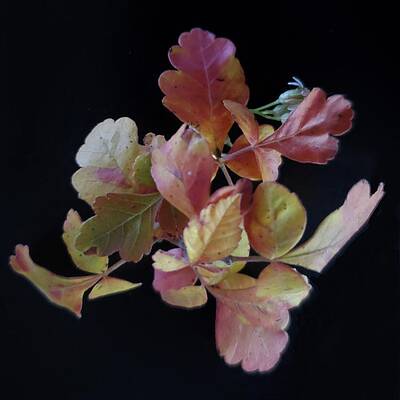 Green Photograph - Little Leaves by Joy Garso