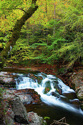 Wall Art featuring the photograph Little River Magic by Gina Fitzhugh