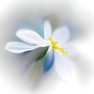 Abstract Photograph - Little White Flower by Ursula Abresch