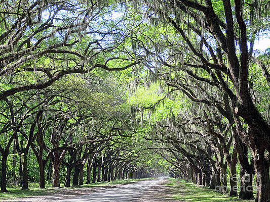 Wall Art featuring the photograph Live Oak Canopy by Rick Locke - Out of the Corner of My Eye