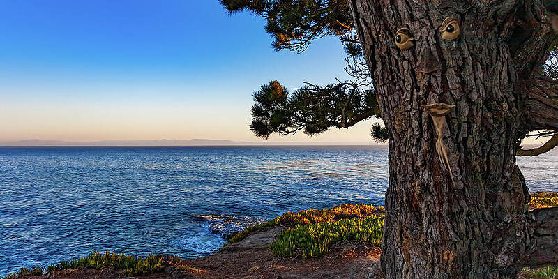 California Wall Art featuring the photograph Living Trees Santa Cruz California by Tommy Farnsworth