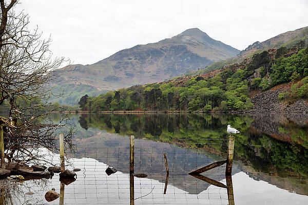 Wall Art featuring the photograph Llyn Gwynant 1 by Nicholas Blackwell