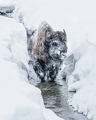 Wyoming Wall Art featuring the photograph Location, Location, Location by Chris Allmendinger