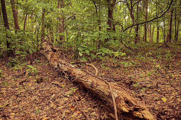 Tree Photograph - Log Down In Forest, Missouri by Robert Niemeier