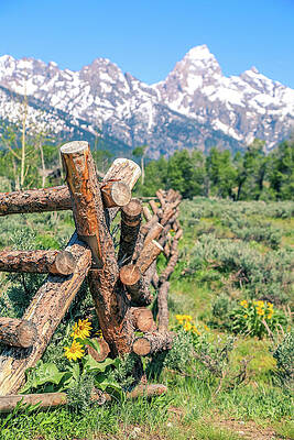 Wall Art featuring the photograph Log Fence Flowers In The Tetons by Dan Sproul