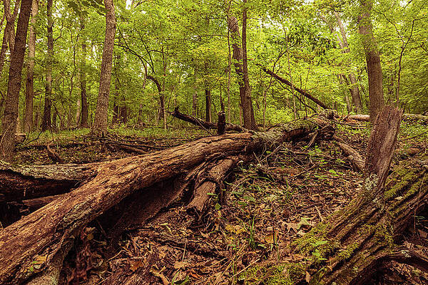 Tree Photograph - Log In Forest, Missouri by Robert Niemeier
