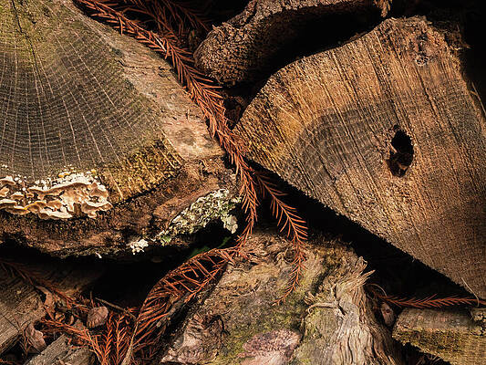 Wall Art featuring the photograph Logs - Abstract by Robert Niemeier