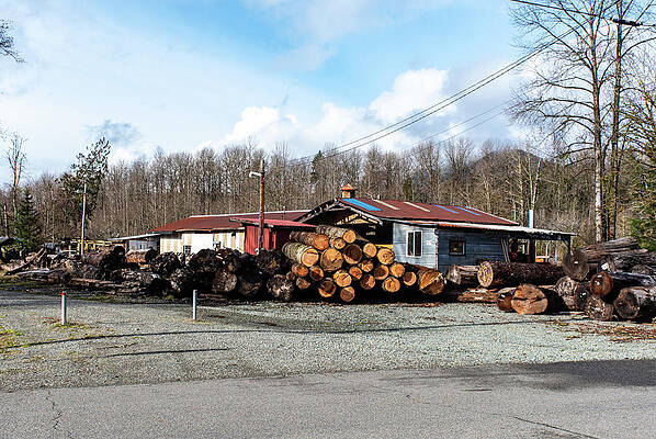 2023 Photograph - Logs by Tom Cochran