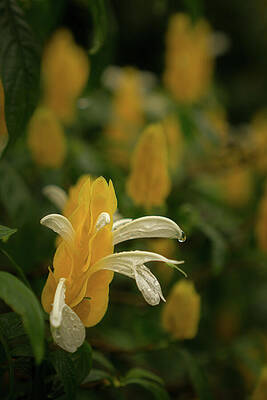Hawaii Wall Art featuring the photograph Lollipop Flower Brightens The Day by Nancy Gleason