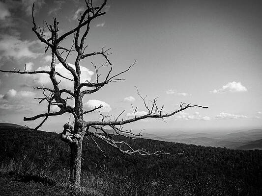 Mountain Photograph - Lone Bare Tree Black And White by David Fountain