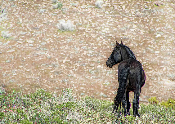 Wall Art featuring the photograph Wild Black Stallion Looking Back On The Hillside by Waterdancer