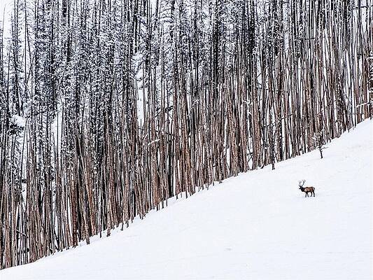 Solitary Elk in Snowy Forest Wall Art