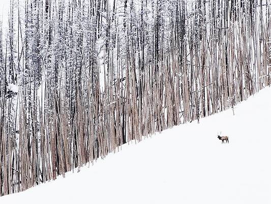 Wildlife Photograph - Lone Bull by Alden White Ballard