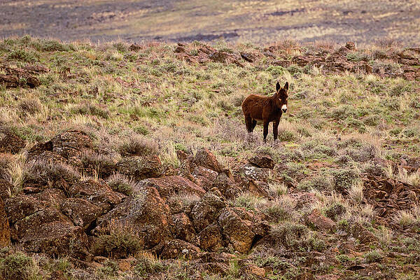 Beautiful Wall Art featuring the photograph Lone Burro In The Desert by Mike Lee