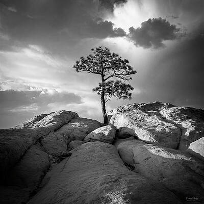 Lone Conifer in the Badlands by Howard Holley