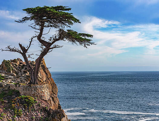 California Photograph - Lone Cypress, Monterey, California by Abbie Warnock