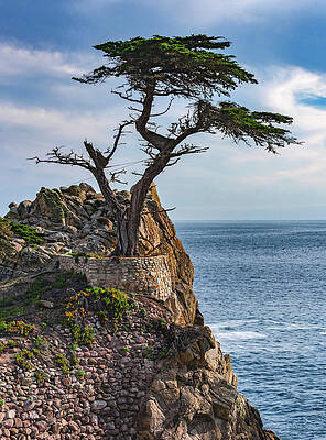 California Photograph - Lone Cypress, Monterey, California - Vertical by Abbie Warnock