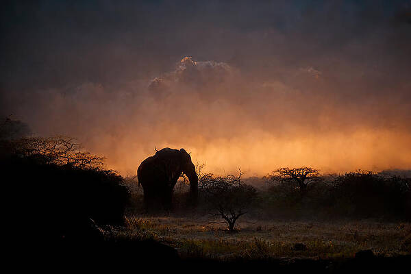 Wall Art featuring the digital art Lone Elephant In An African Desert At Dawn by John Twynam