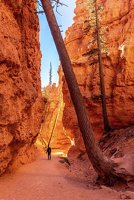 Utah Photograph - Lone Hiker In Bryce Canyon by Craig A Walker
