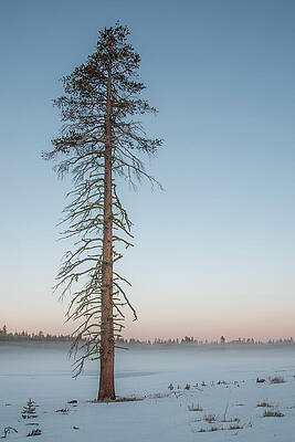 Beautiful Wall Art featuring the photograph Lone Lodgepole On Foggy Morn by Mike Lee