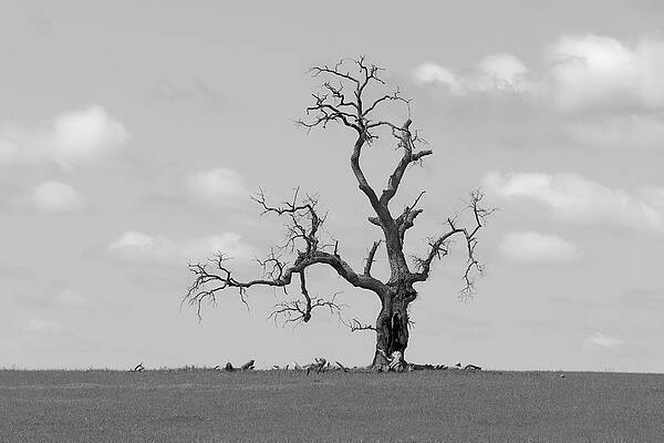 Wall Art featuring the photograph Lone Oak, California by KJ Swan