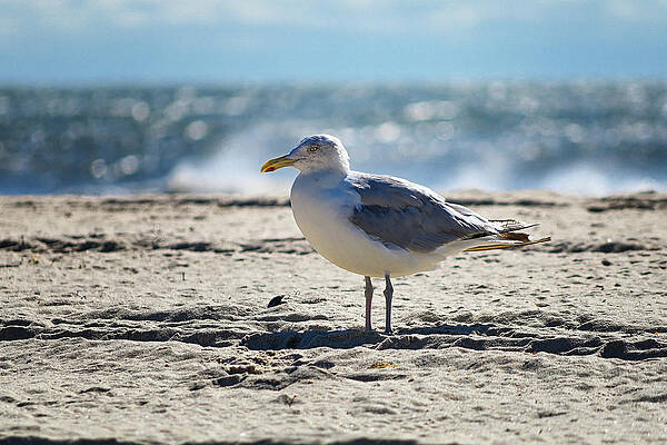 Wall Art featuring the photograph Lone Seagull by Steven Nelson