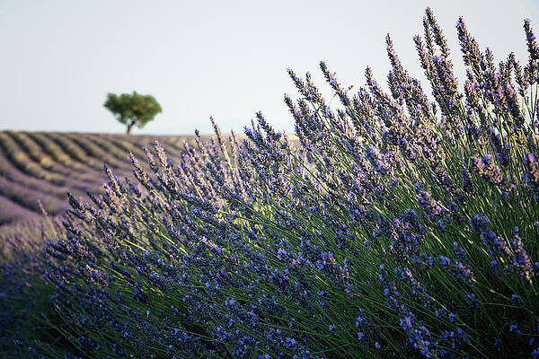 Photograph - Lone Tree And The Lavender Field Provence by Charnwood Photography Fine Art
