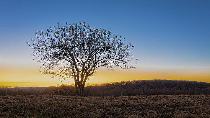 Nature Wall Art featuring the photograph Lone Tree At Sunset by Dave King