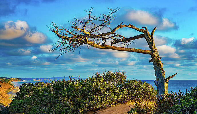 California Wall Art featuring the photograph Lone Tree Carlsbad California by Tommy Farnsworth