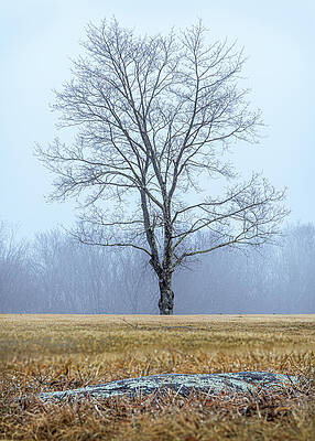Landscape Photograph - Lone Tree In A Foggy Field by Dave King