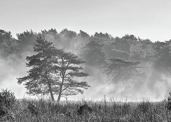 Serene Misty Forest Landscape Wall Art