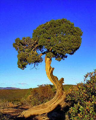 Desert Photograph - Lone Tree In The Valley Of Fire New Mexico by Tommy Farnsworth