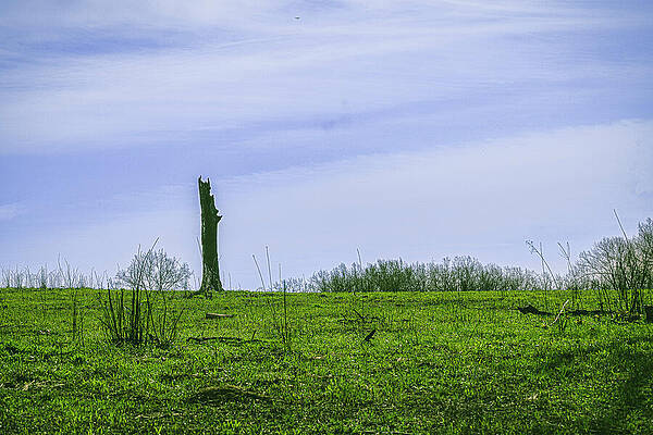 Tree Wall Art featuring the photograph Lone Tree, Missouri by Robert Niemeier
