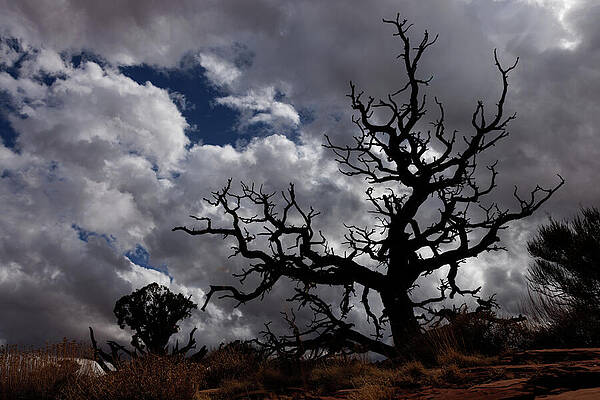 Dramatic Desert Tree Silhouette Photograph