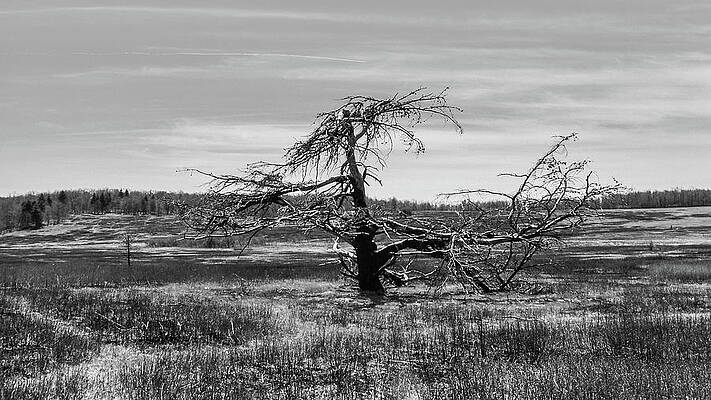 Sky Wall Art featuring the photograph Lone Tree Shenandoah  Valley VA by Louis Dallara