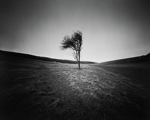 Photograph - Lone Tree by Will Gudgeon