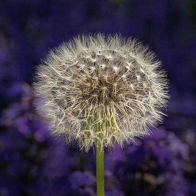 Flower Wall Art featuring the photograph Lonely Dandelion by Elvira Peretsman
