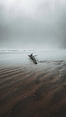 Lonely Driftwood on Misty Beach Wall Art