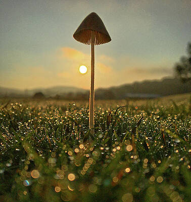 Country Wall Art featuring the photograph Lonely Mushroom by Greg Lane