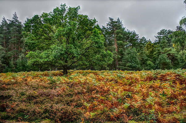 Nature Photograph - Lonely Tree Dershingham by Murray Croft